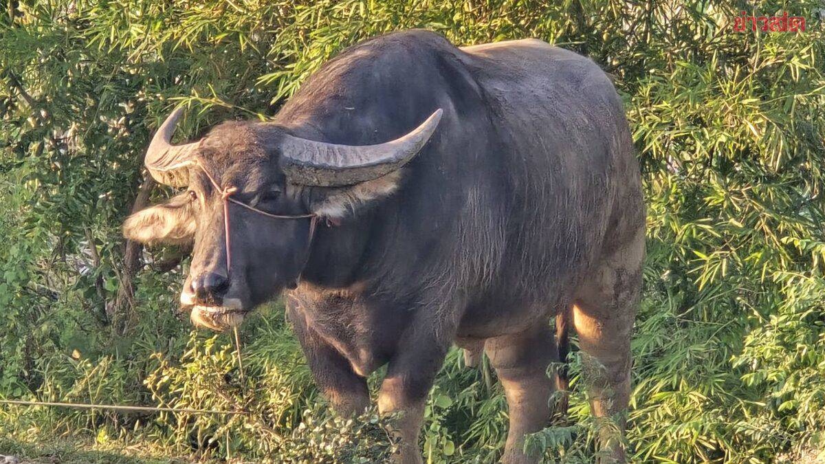 Con trâu nặng 800kg húc bố chồng và con dâu tử vong trên ruộng lúa - Ảnh 1.