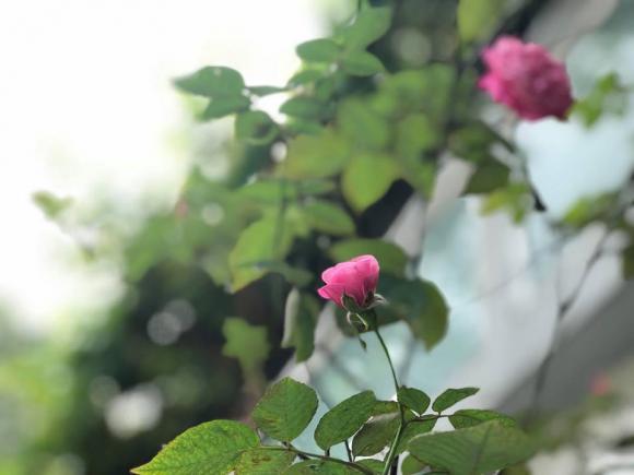 NSND Hồng Vân viên mãn trong cơ ngơi dưỡng già nhiều người mơ ước - Ảnh 6.