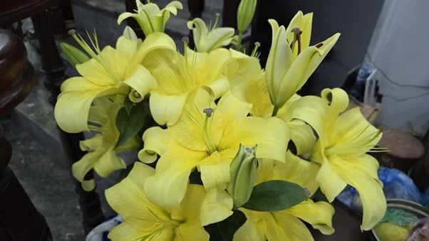 Những loài hoa ý nghĩa tặng thầy cô ngày Nhà giáo Việt Nam 20/11- Ảnh 5.