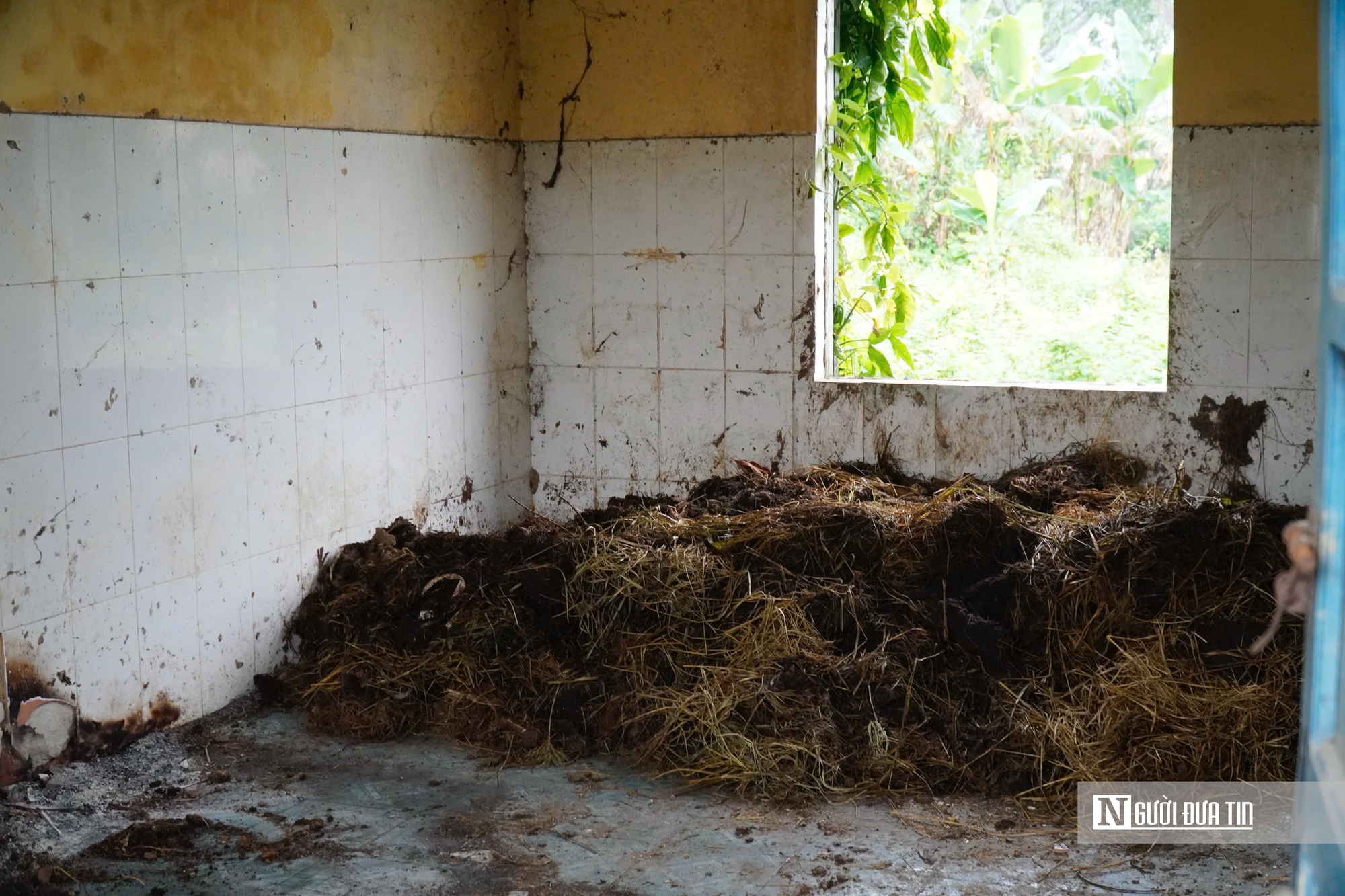 Hà Tĩnh: Cận cảnh phòng khám bỏ hoang nằm giữa khu “đất vàng” trở thành nơi chăn nuôi gia súc- Ảnh 7.
