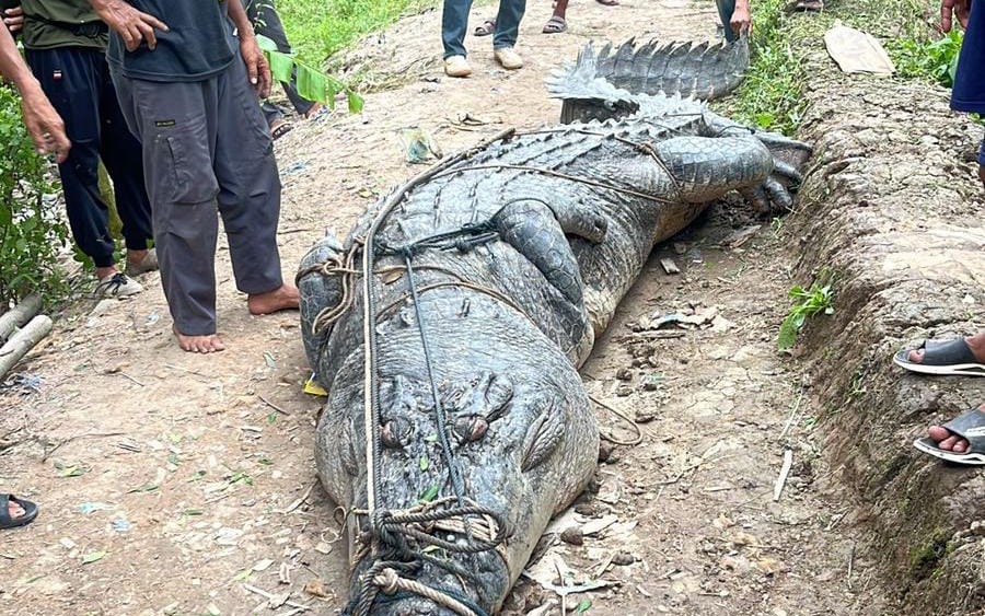 Đang đi đường, người d&acirc;n ph&aacute;t hiện cảnh tượng "nổi da g&agrave;" - Ảnh 2.