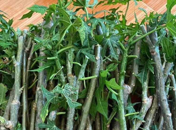 Cây rau nghe tên đã ngọt, trở thành món ăn lạ miệng được nhiều người ưa chuộng - Ảnh 5.