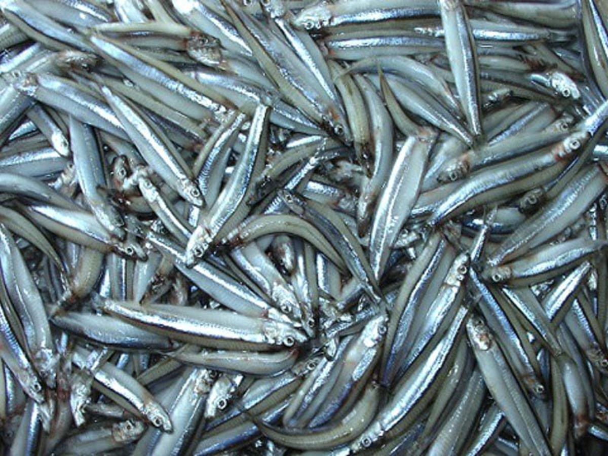 3 loại cá "tốt hơn cả cá hồi", ở chợ Việt vừa nhiều vừa rẻ nhất cái số 1 - Ảnh 1.