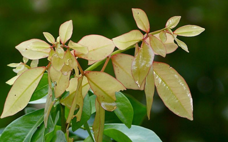 Loại lá có tên rất lạ xưa rụng đầy không ai ăn, nay thành đặc sản bởi hương vị độc lạ - Ảnh 2.