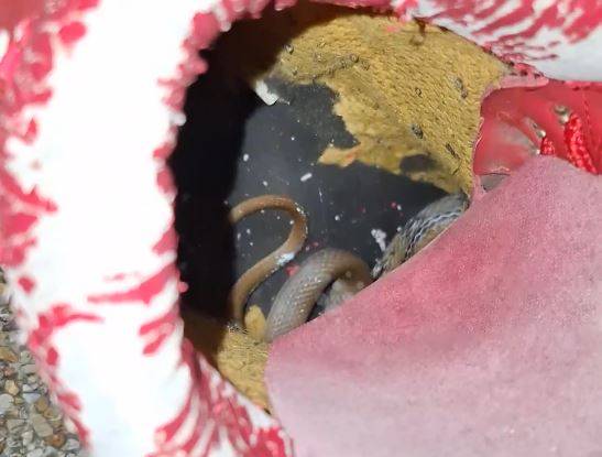 Nhìn vào trong giày, người phụ nữ sốc nặng khi thấy thứ đáng sợ - Ảnh 1.