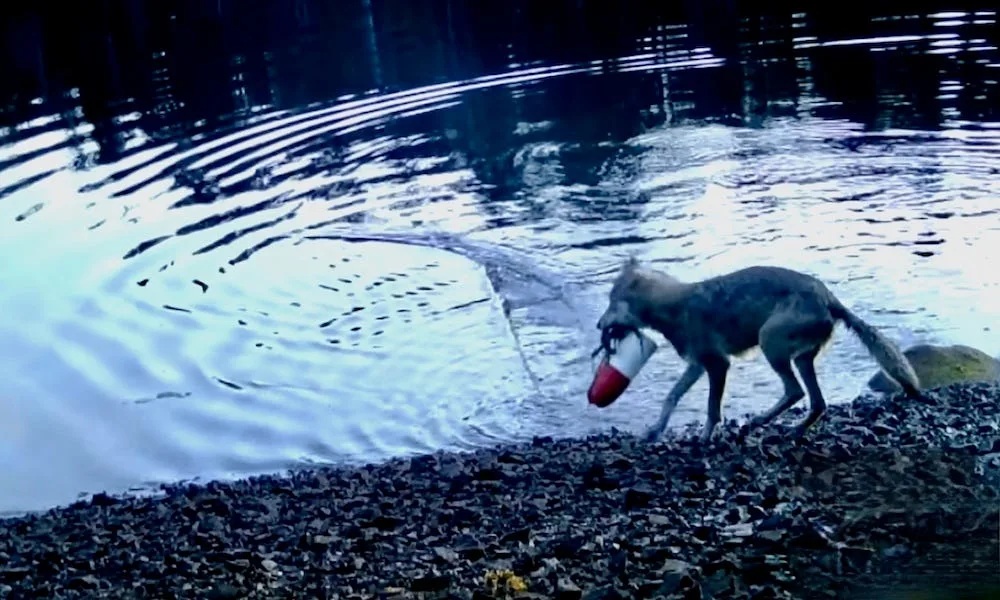 Phát hiện chấn động về hành vi chưa từng ghi nhận ở sói - Ảnh 1.