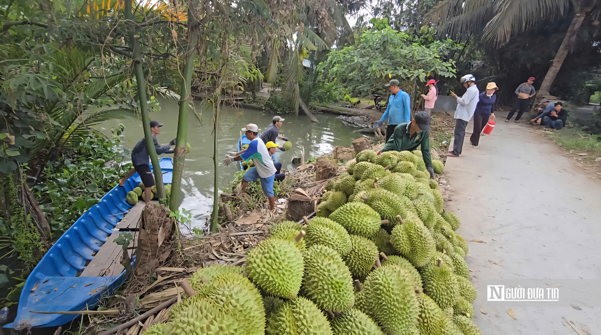 Sầu riêng tăng giá, nông dân Đồng Tháp phấn khởi vào vụ nghịch- Ảnh 1.