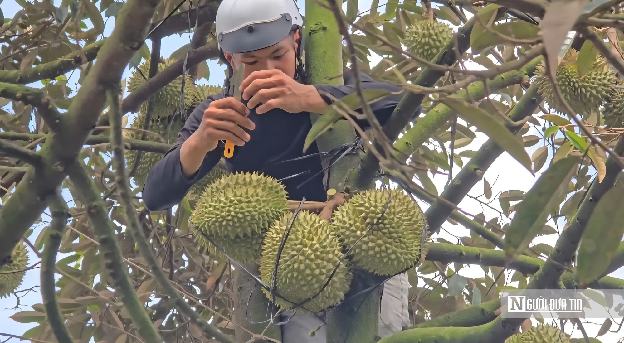 Sầu riêng tăng giá, nông dân Đồng Tháp phấn khởi vào vụ nghịch- Ảnh 2.