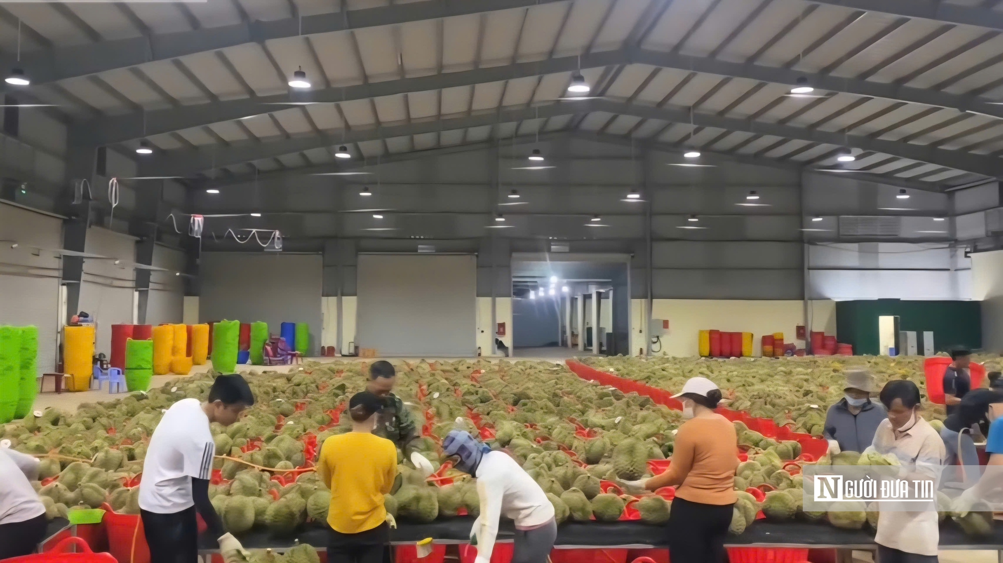 Sầu riêng tăng giá, nông dân Đồng Tháp phấn khởi vào vụ nghịch- Ảnh 3.