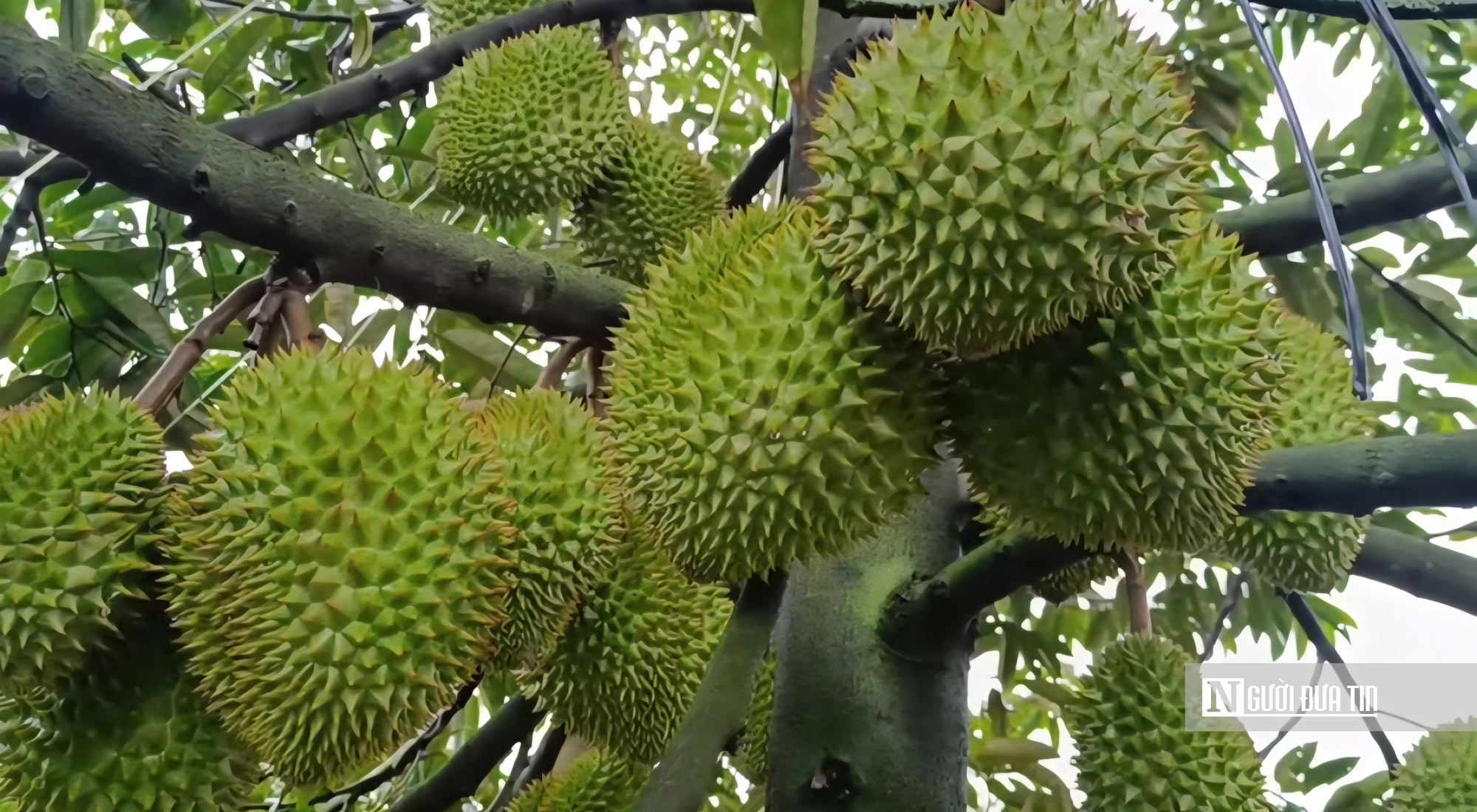 Sầu riêng tăng giá, nông dân Đồng Tháp phấn khởi vào vụ nghịch- Ảnh 4.