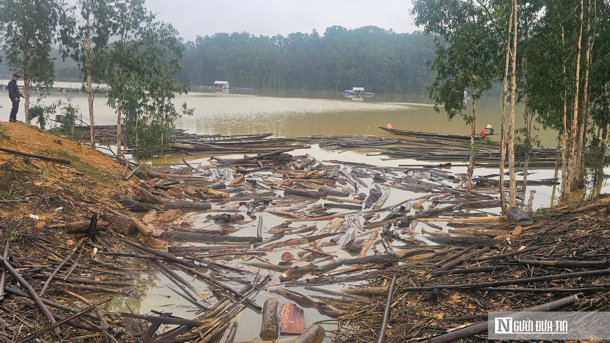 VIDEO: “Mót” củi giữa lòng hồ thủy điện sau lũ- Ảnh 1.