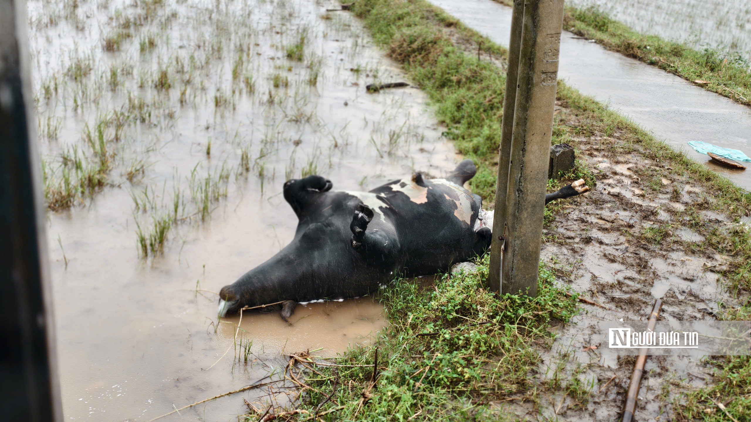 Đắk Lắk: Cận cảnh rốn lũ Hoà Thịnh ngập trong biển nước- Ảnh 10.