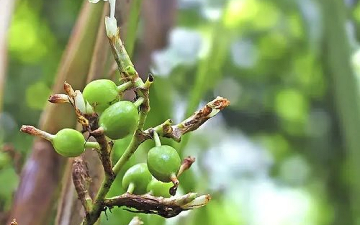 Loại hạt đắt đỏ bậc nhất thế giới, 2 triệu đồng/kg chỉ hơn 10 nước trồng được, ở Việt Nam cũng có- Ảnh 2.