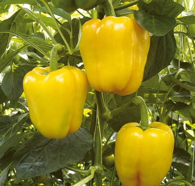 Loại quả là thực phẩm "vàng" bảo vệ sức khỏe - Ảnh 2.