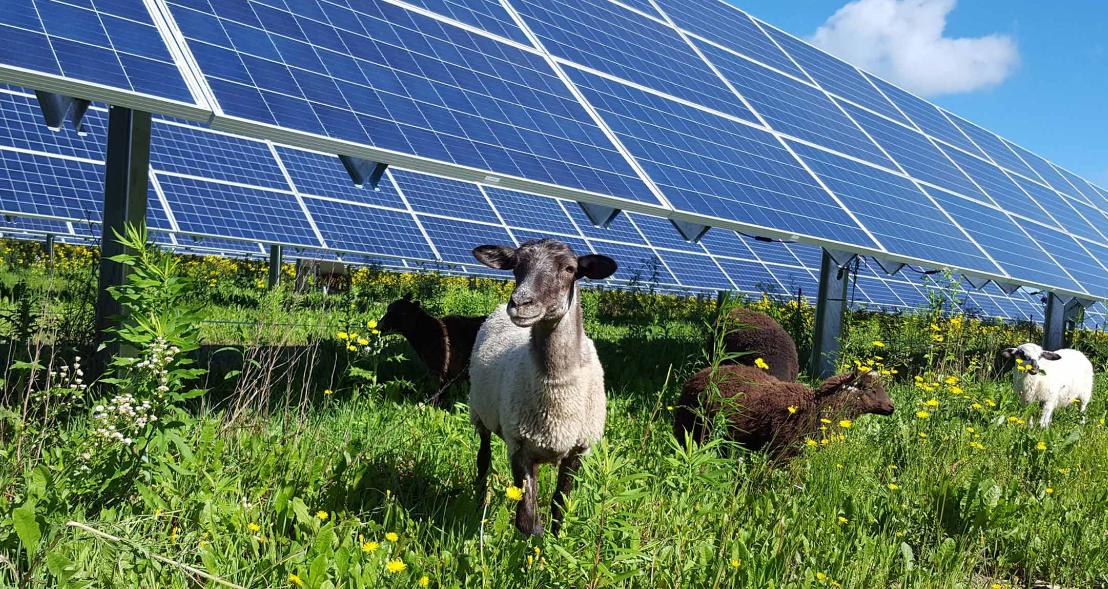 Trang trại điện mặt trời 100 MW và 600 chú cừu: Sự kết hợp bất ngờ - Ảnh 1.