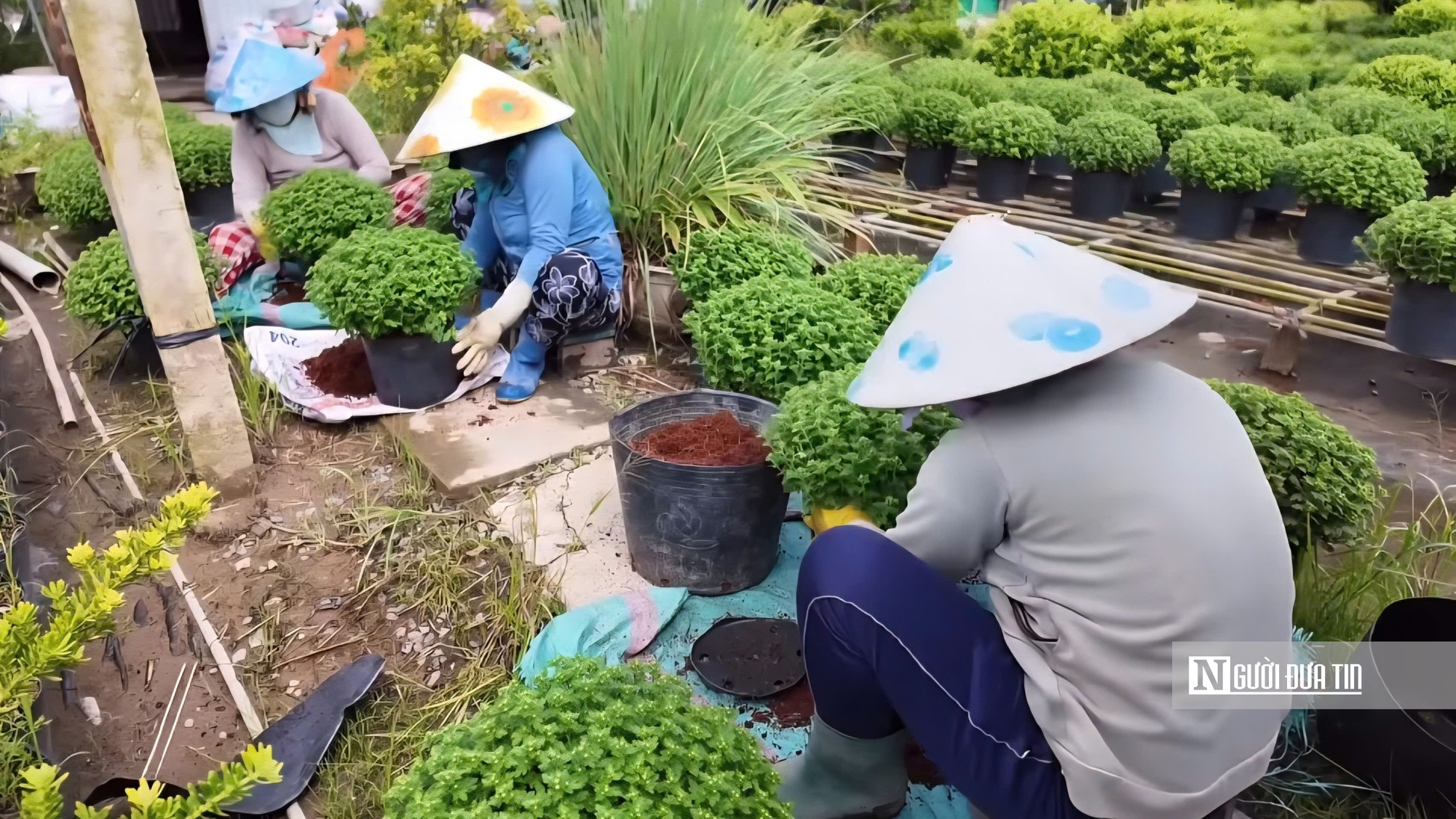 Làng hoa Sa Đéc bước vào cao điểm, nhà vườn “chạy nước rút” - Ảnh 2.