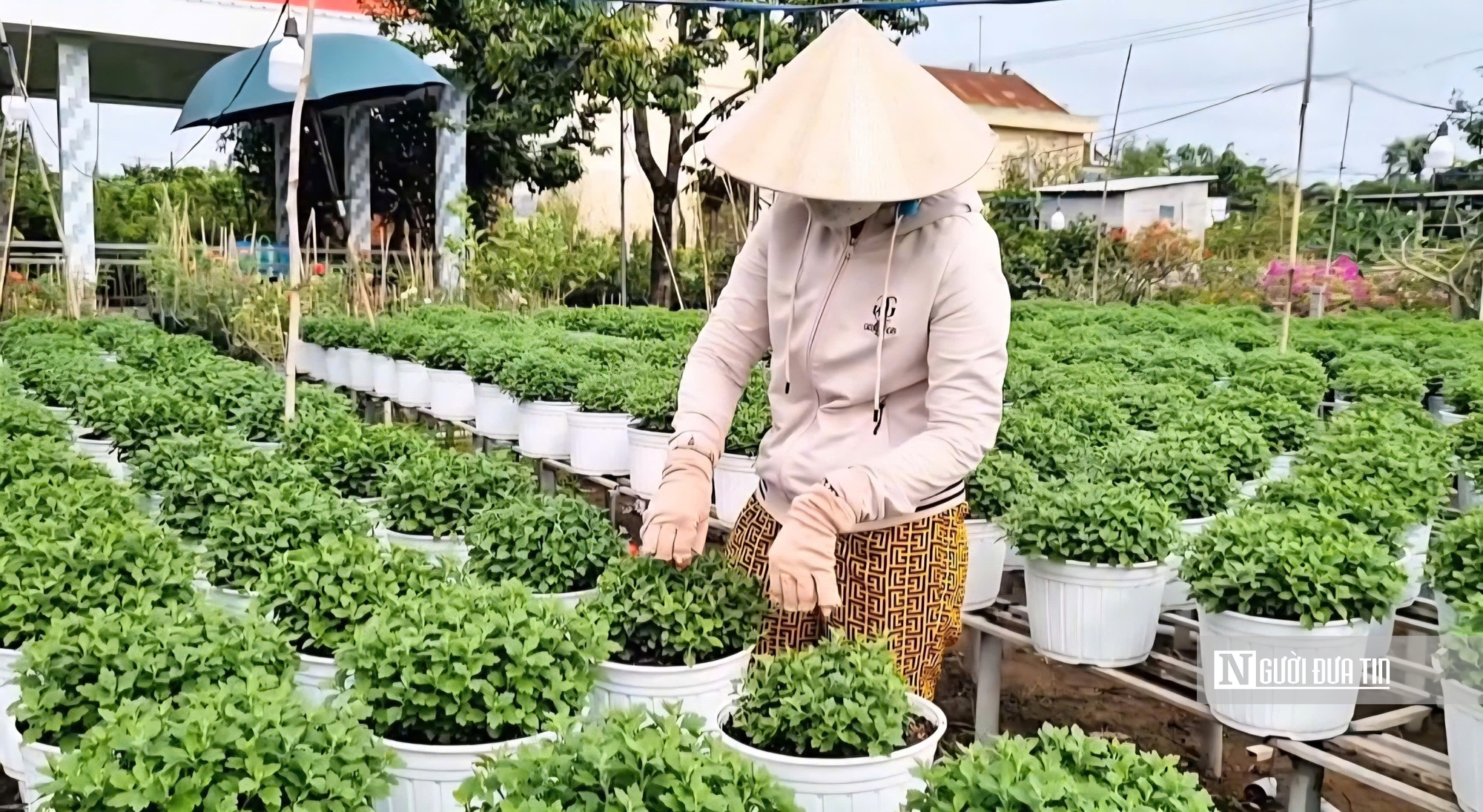 Làng hoa Sa Đéc bước vào cao điểm, nhà vườn “chạy nước rút” - Ảnh 3.