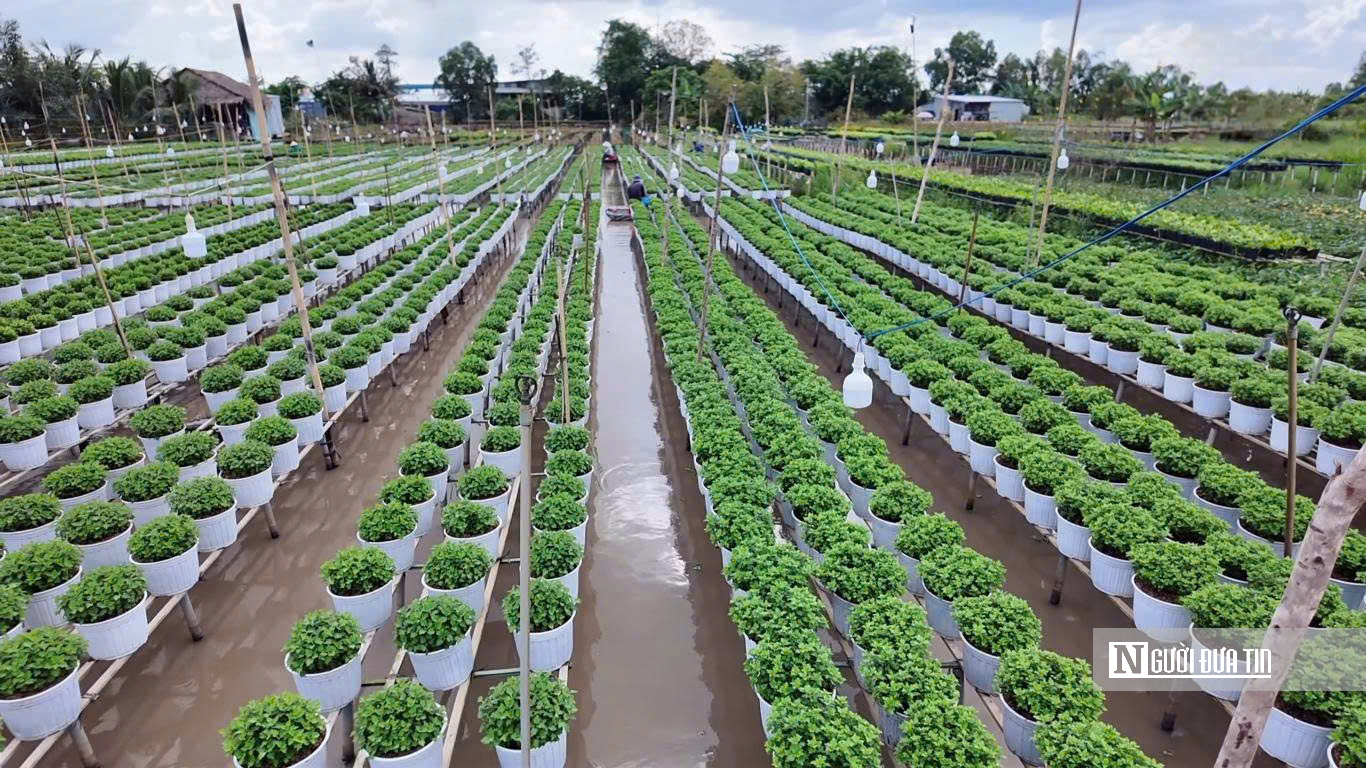 Làng hoa Sa Đéc bước vào cao điểm, nhà vườn “chạy nước rút” - Ảnh 4.