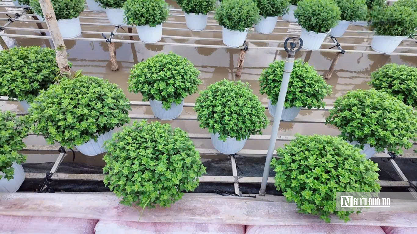 Làng hoa Sa Đéc bước vào cao điểm, nhà vườn “chạy nước rút” - Ảnh 5.