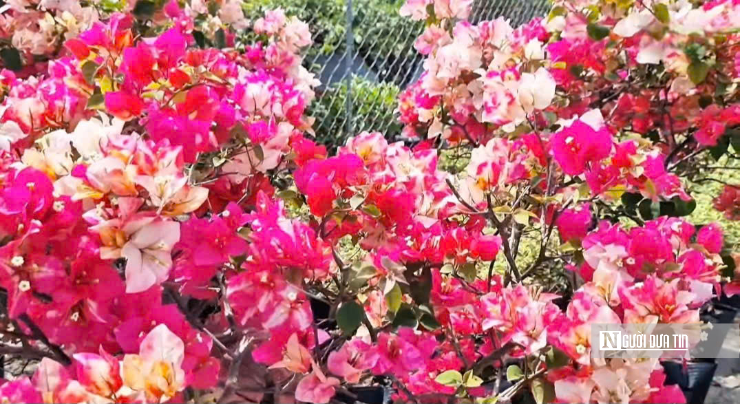 Làng hoa Sa Đéc bước vào cao điểm, nhà vườn “chạy nước rút” - Ảnh 6.