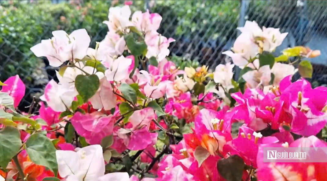 Làng hoa Sa Đéc bước vào cao điểm, nhà vườn “chạy nước rút” - Ảnh 7.