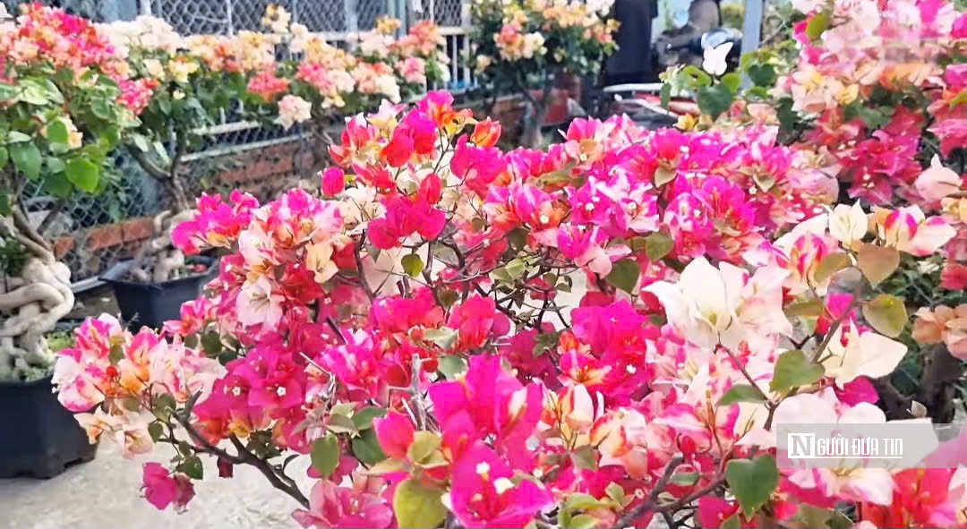 Làng hoa Sa Đéc bước vào cao điểm, nhà vườn “chạy nước rút” - Ảnh 8.