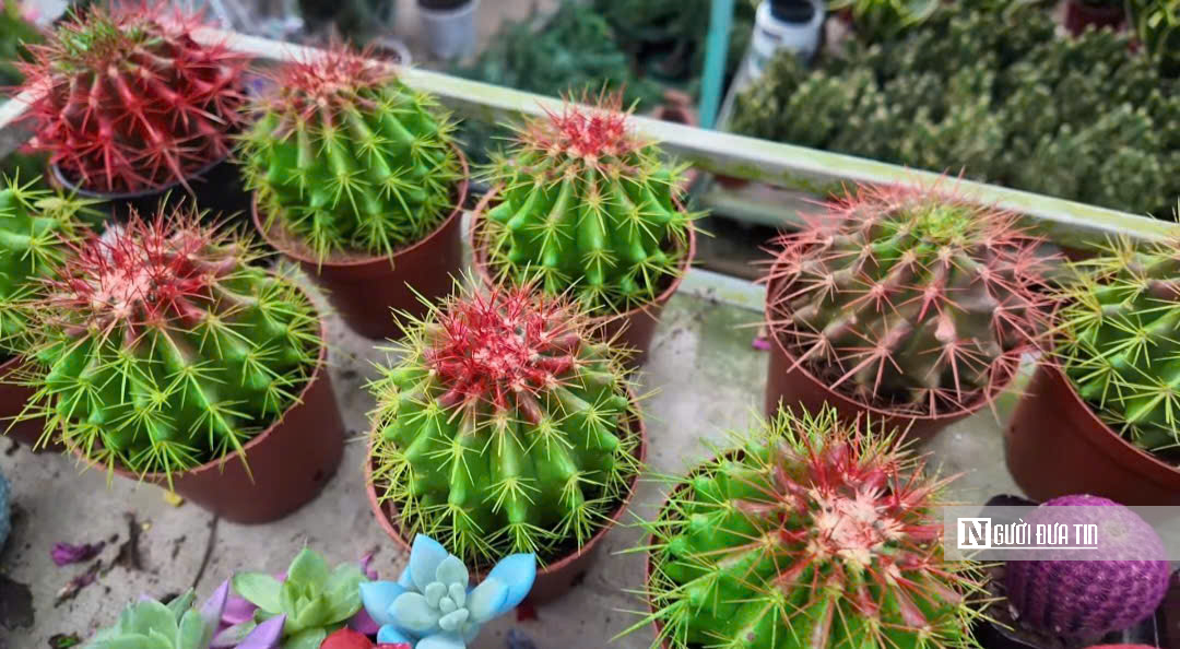 Làng hoa Sa Đéc bước vào cao điểm, nhà vườn “chạy nước rút” - Ảnh 9.