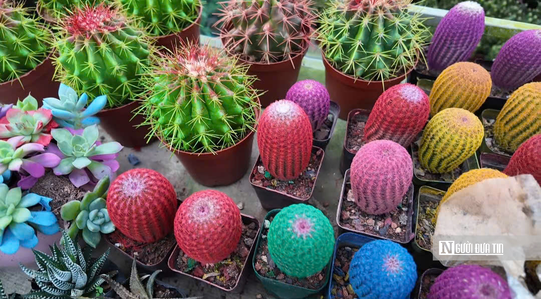 Làng hoa Sa Đéc bước vào cao điểm, nhà vườn “chạy nước rút” - Ảnh 10.