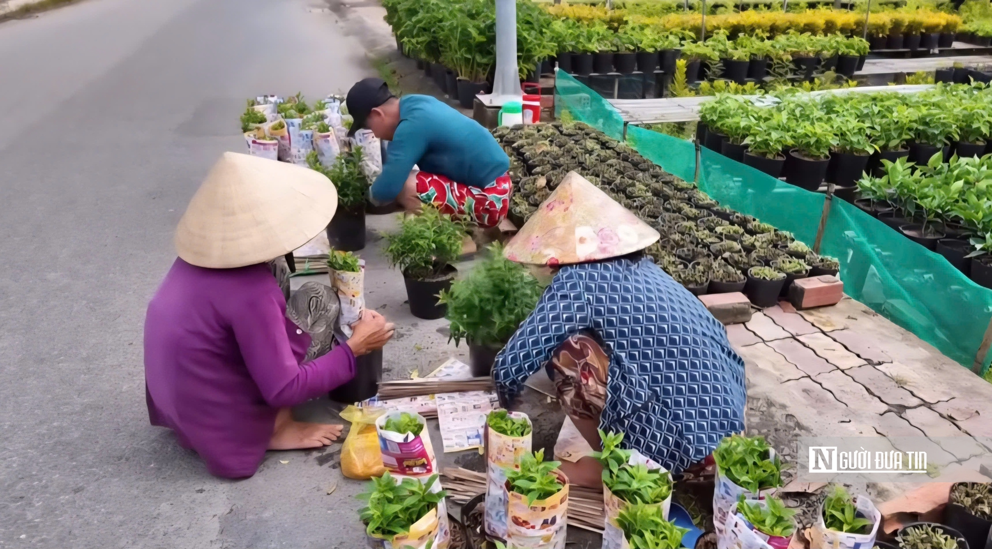 Làng hoa Sa Đéc bước vào cao điểm, nhà vườn “chạy nước rút” - Ảnh 11.