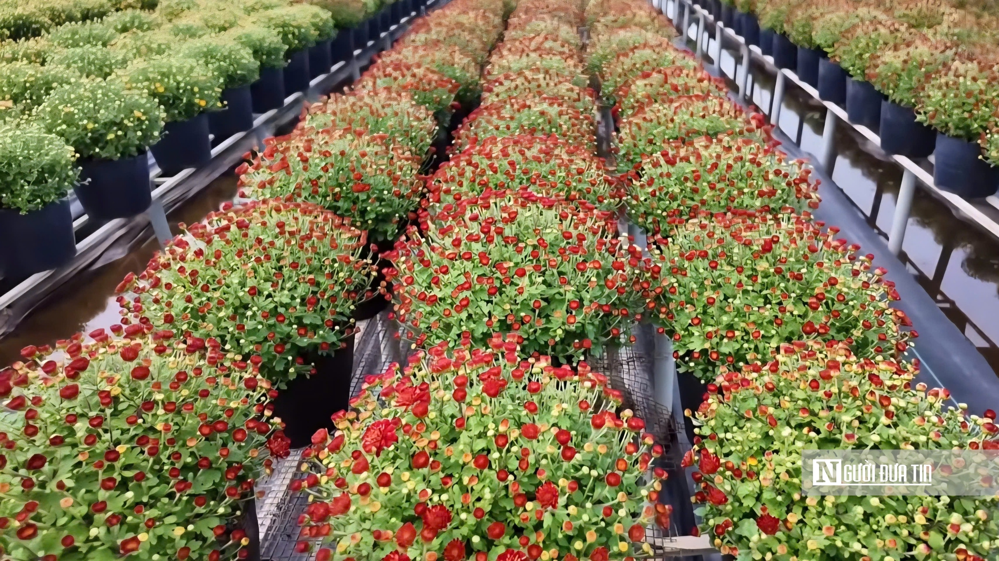 Làng hoa Sa Đéc bước vào cao điểm, nhà vườn “chạy nước rút” - Ảnh 12.