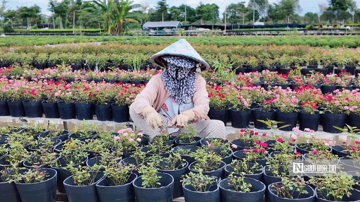 Làng hoa Sa Đéc bước vào cao điểm, nhà vườn “chạy nước rút” - Ảnh 13.