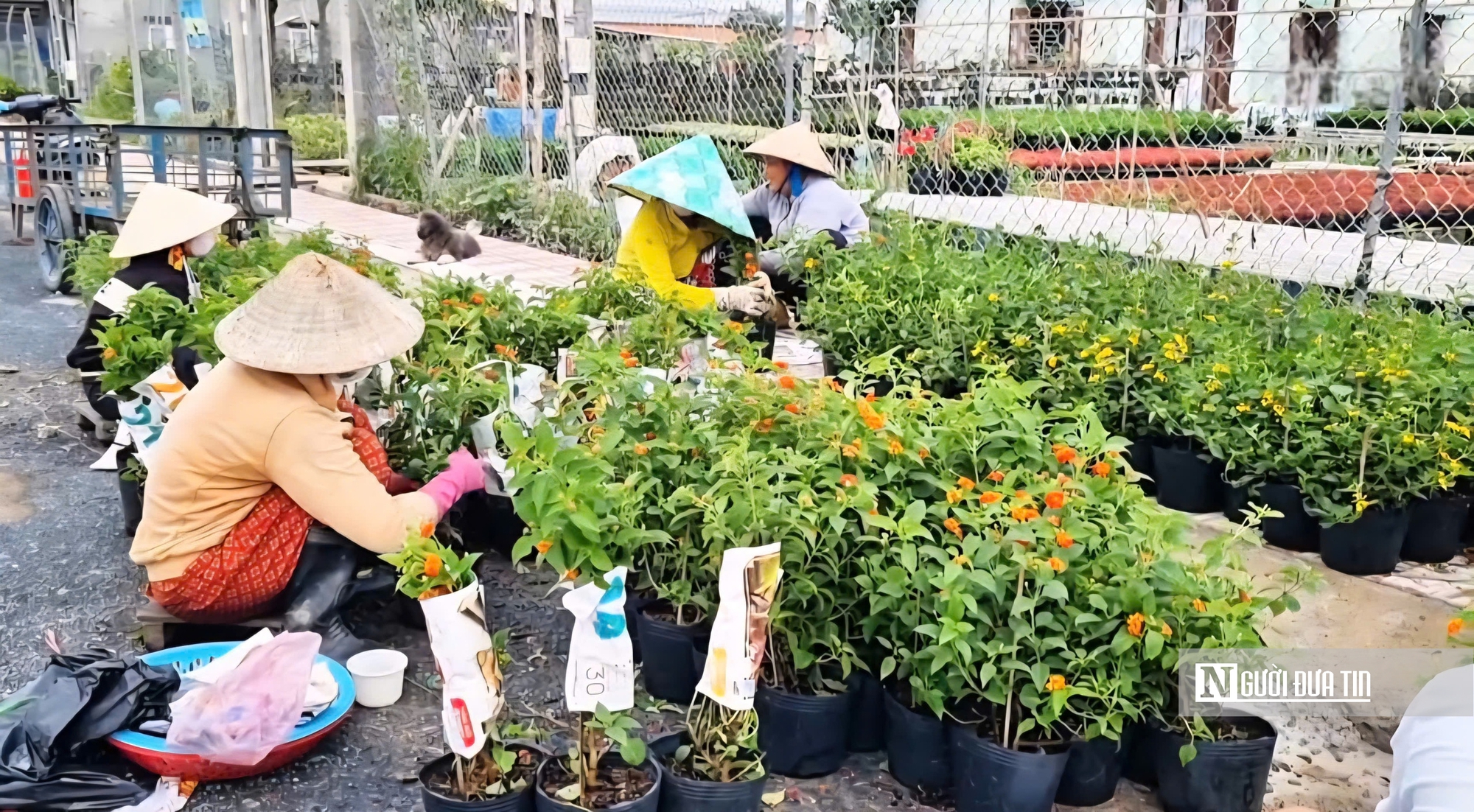 Làng hoa Sa Đéc bước vào cao điểm, nhà vườn “chạy nước rút” - Ảnh 1.