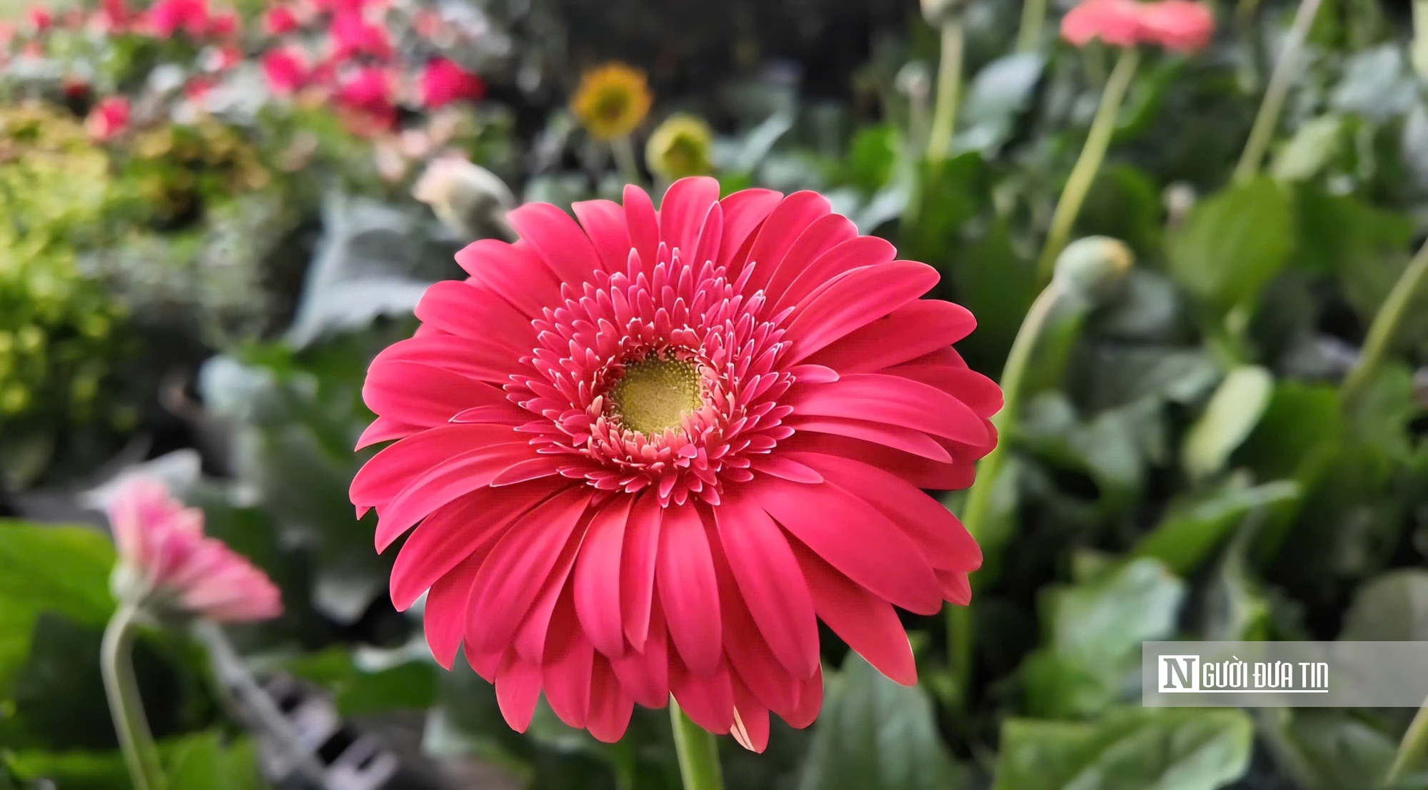 Làng hoa Sa Đéc bước vào cao điểm, nhà vườn “chạy nước rút” - Ảnh 14.