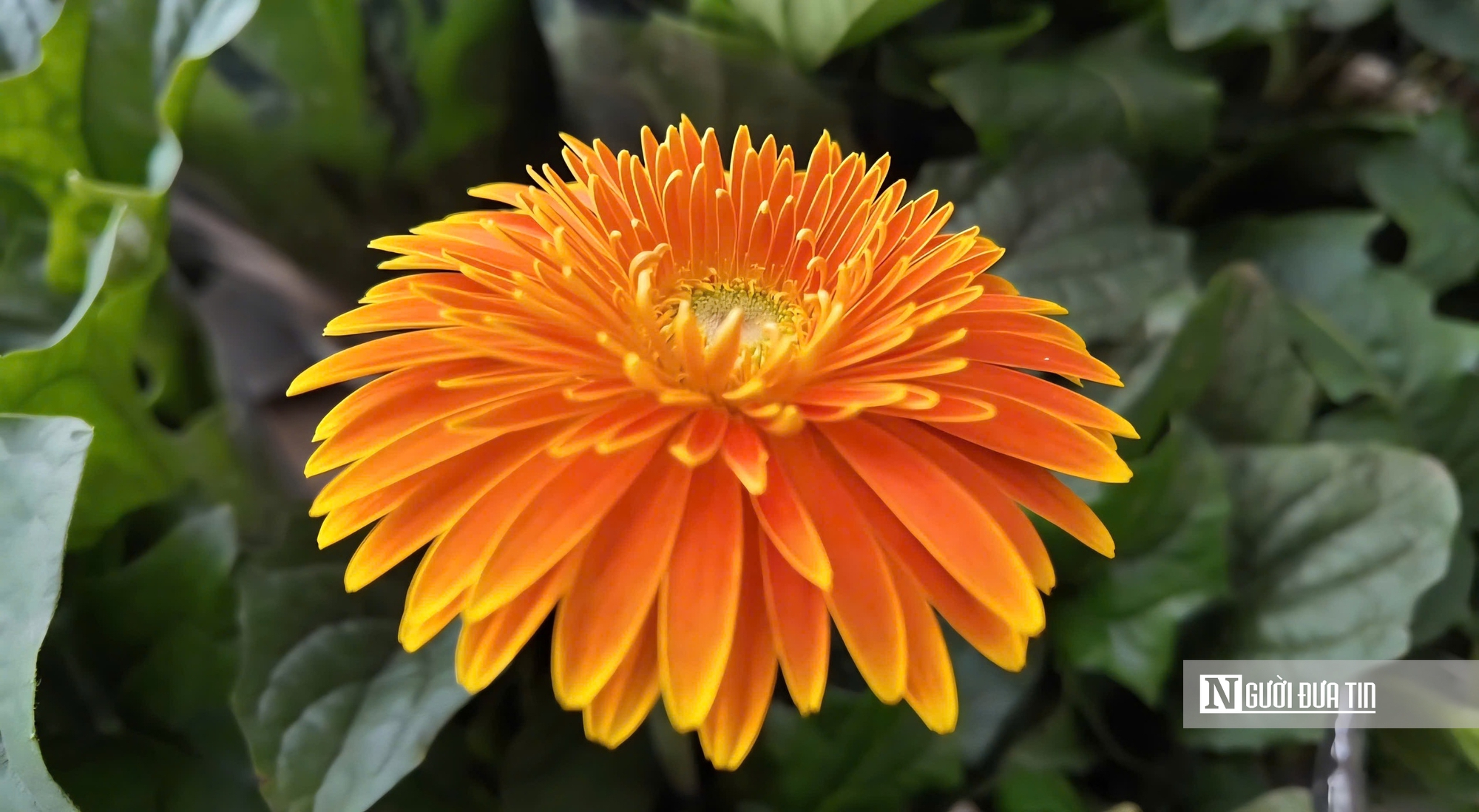 Làng hoa Sa Đéc bước vào cao điểm, nhà vườn “chạy nước rút” - Ảnh 15.