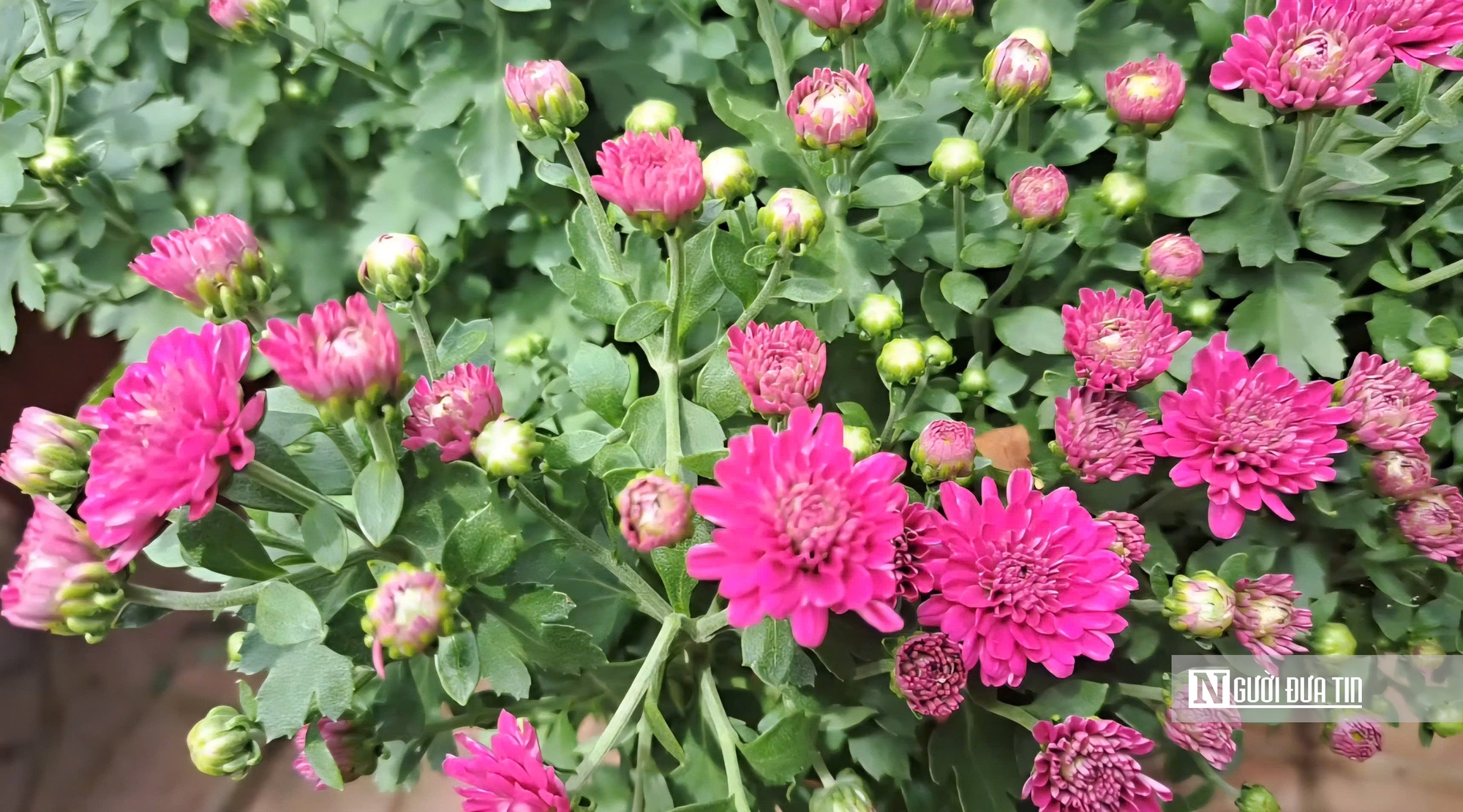 Làng hoa Sa Đéc bước vào cao điểm, nhà vườn “chạy nước rút” - Ảnh 16.