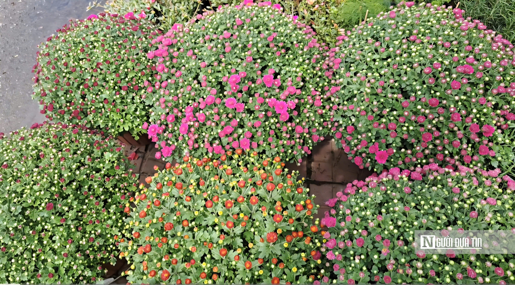 Làng hoa Sa Đéc bước vào cao điểm, nhà vườn “chạy nước rút” - Ảnh 17.