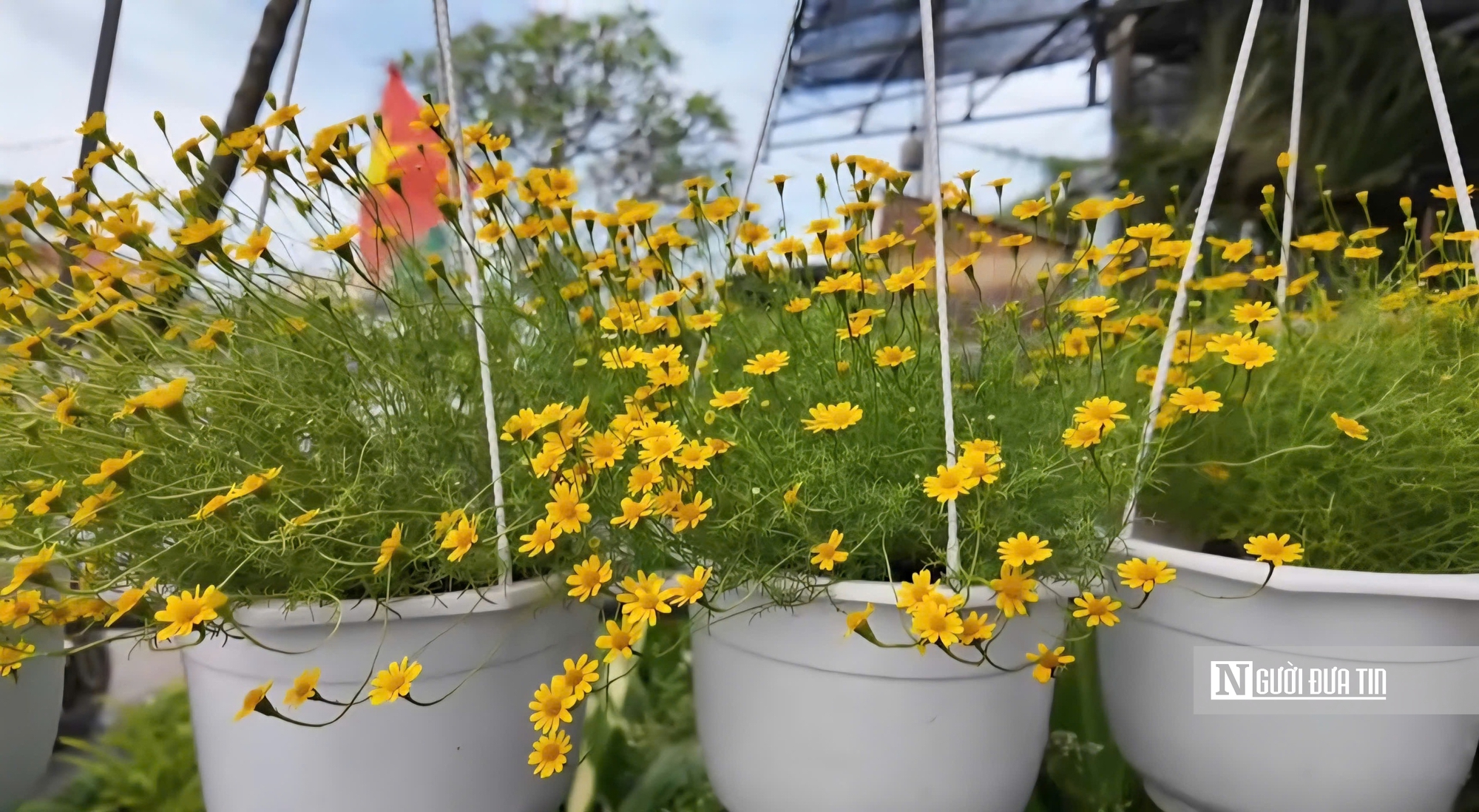 Làng hoa Sa Đéc bước vào cao điểm, nhà vườn “chạy nước rút” - Ảnh 18.