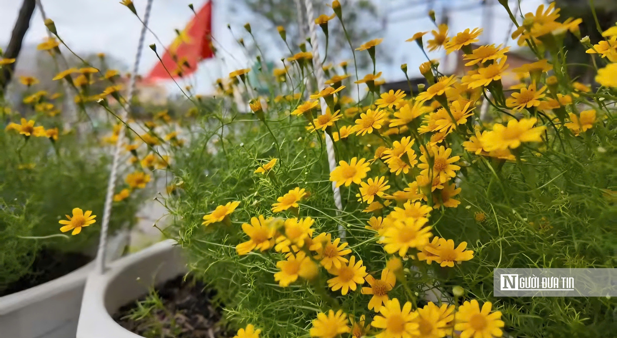 Làng hoa Sa Đéc bước vào cao điểm, nhà vườn “chạy nước rút” - Ảnh 19.