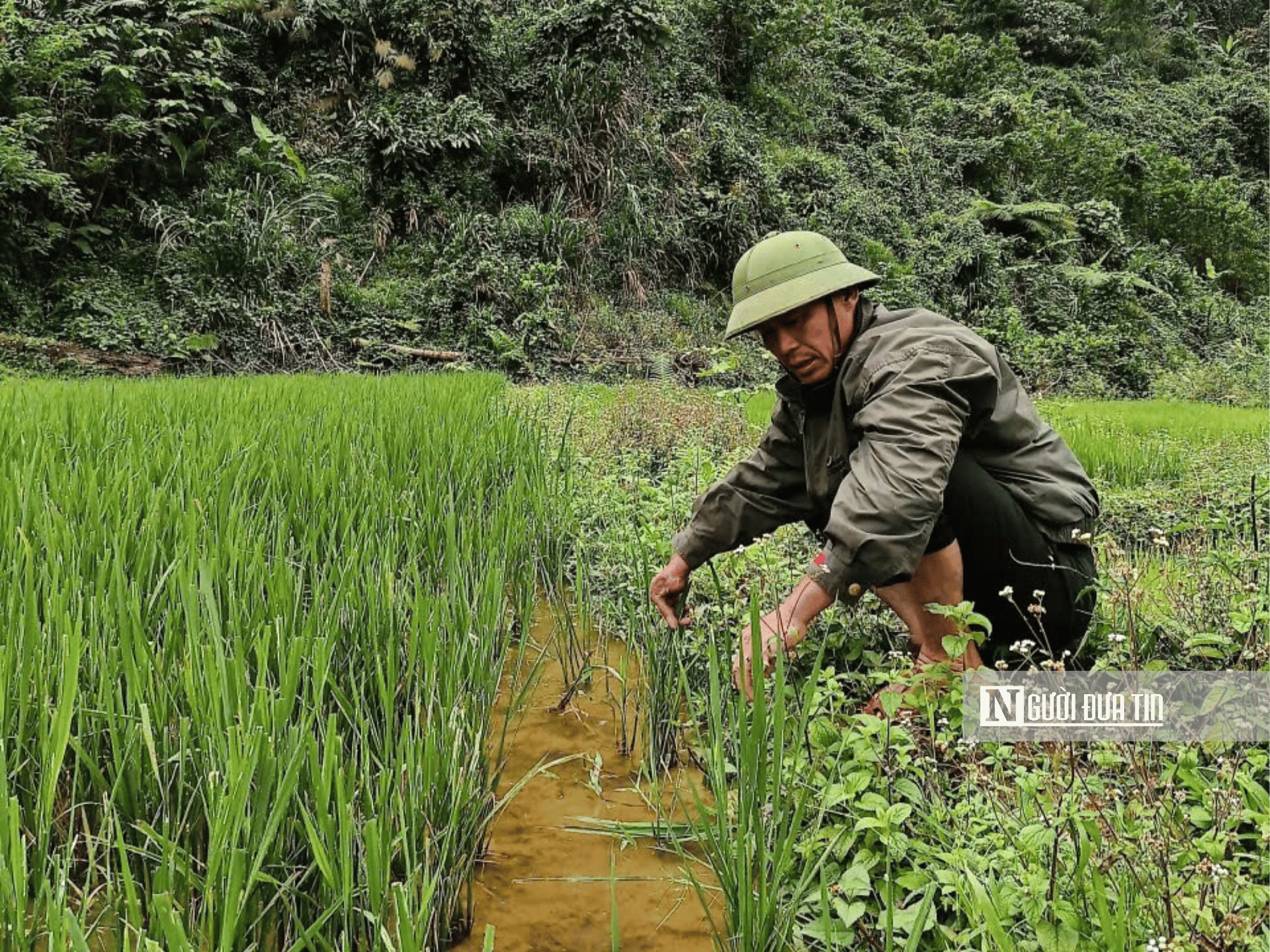 Chuyện ít biết về những người giữ rừng, lan tỏa hành đồng cộng đồng với thiên nhiên- Ảnh 3. Chuyện ít biết về những người giữ rừng, lan tỏa hành đồng cộng đồng với thiên nhiên- Ảnh 3.