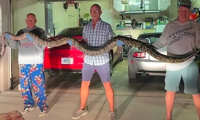 Thấy trăn khổng lồ chắn đường, người đàn ông có pha xử lý bất ngờ- Ảnh 1.