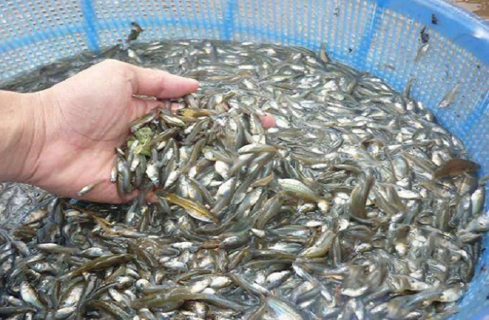 Hương vị đặc biệt của loại cá có tên lạ, xưa nhiều vô kể nay cực hiếm, được dân thành phố “săn lùng” - Ảnh 4.