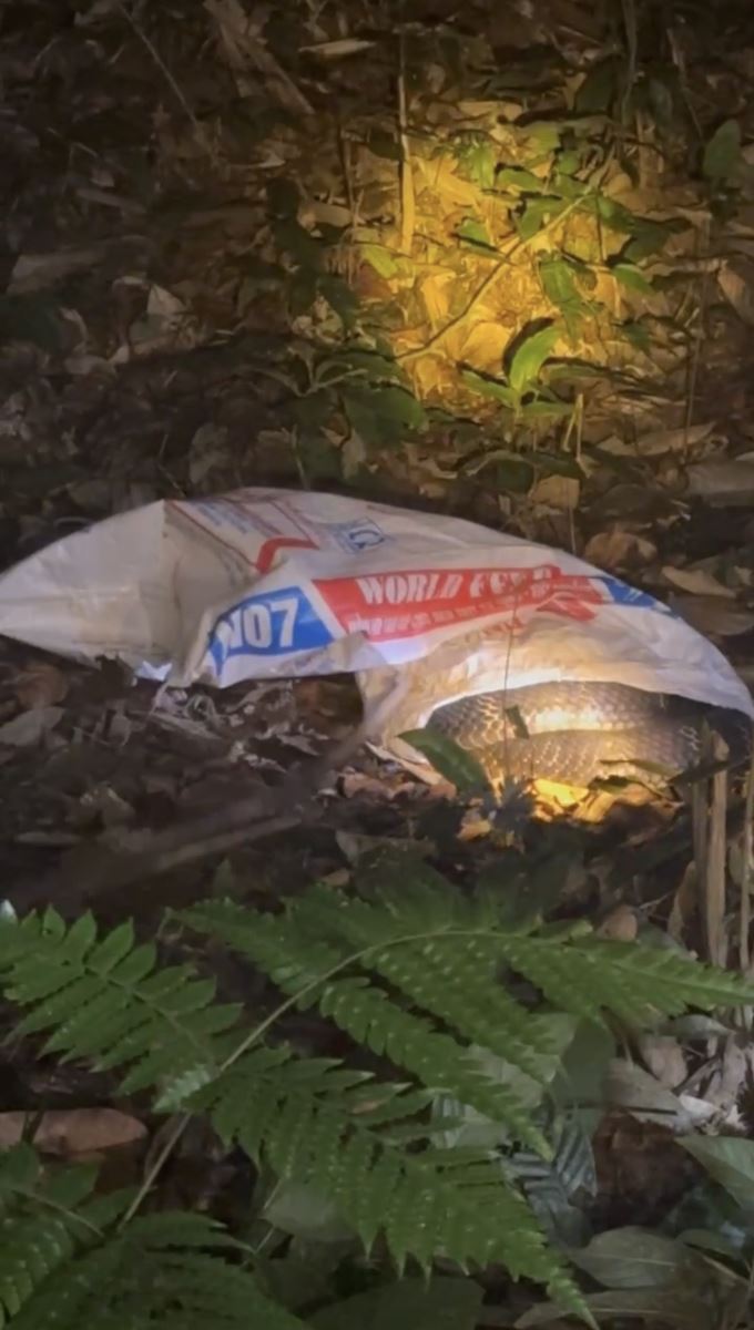 Tá hỏa khi phát hiện rắn hổ mang chúa nặng 7 kg trong vườn nhà - Ảnh 1.