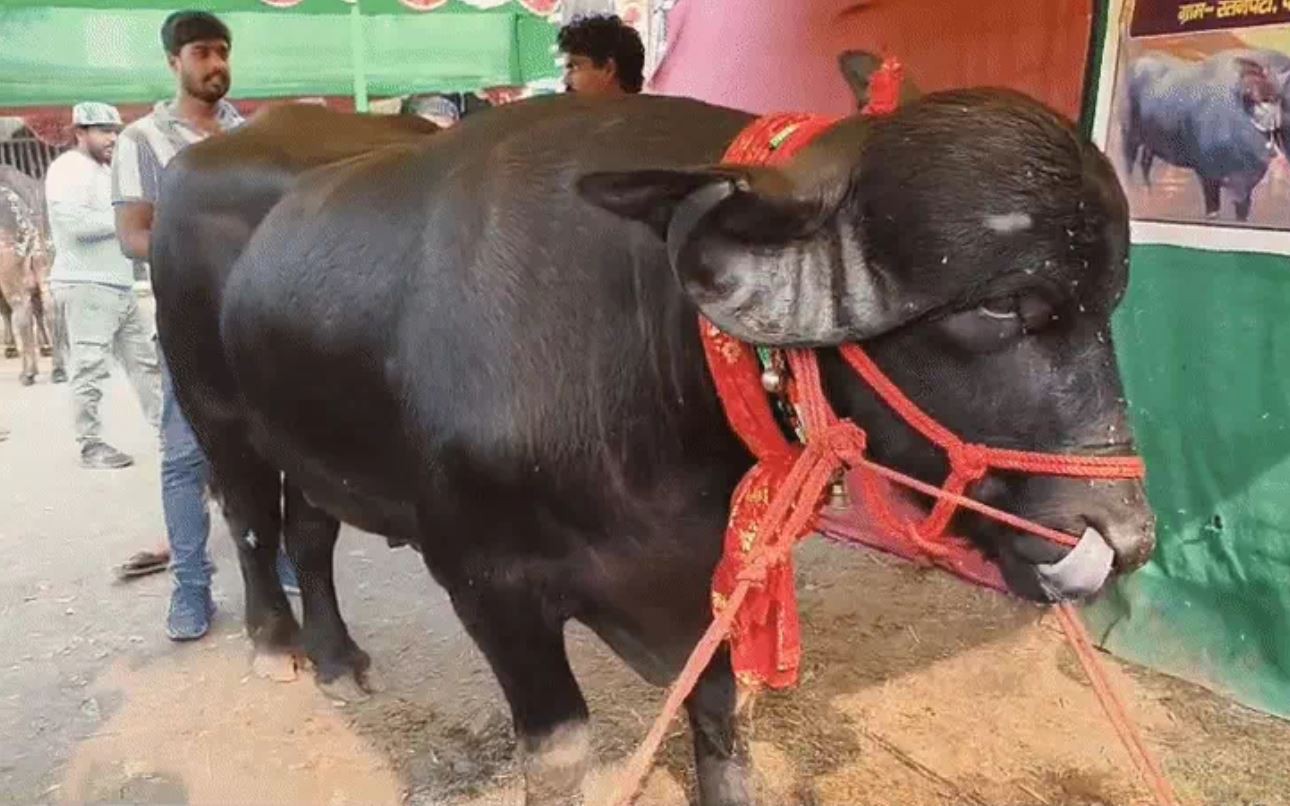 Con trâu màu đen khổng lồ có giá gần 62 tỷ đồng- Ảnh 2. Con trâu màu đen khổng lồ có giá gần 62 tỷ đồng- Ảnh 2.