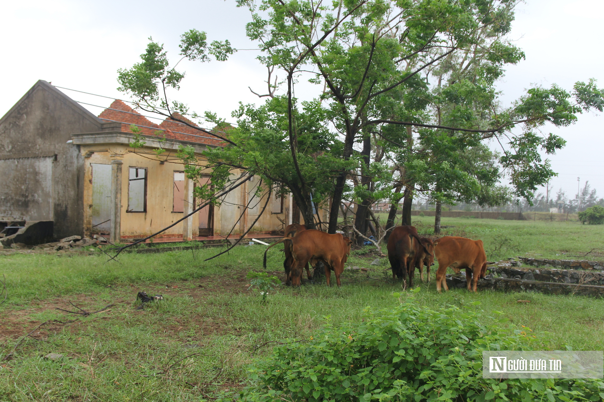 Cận cảnh hoang tàn “thiên đường sung sướng” bên bãi biển nổi tiếng Hà Tĩnh- Ảnh 6. Cận cảnh hoang tàn “thiên đường sung sướng” bên bãi biển nổi tiếng Hà Tĩnh- Ảnh 6.