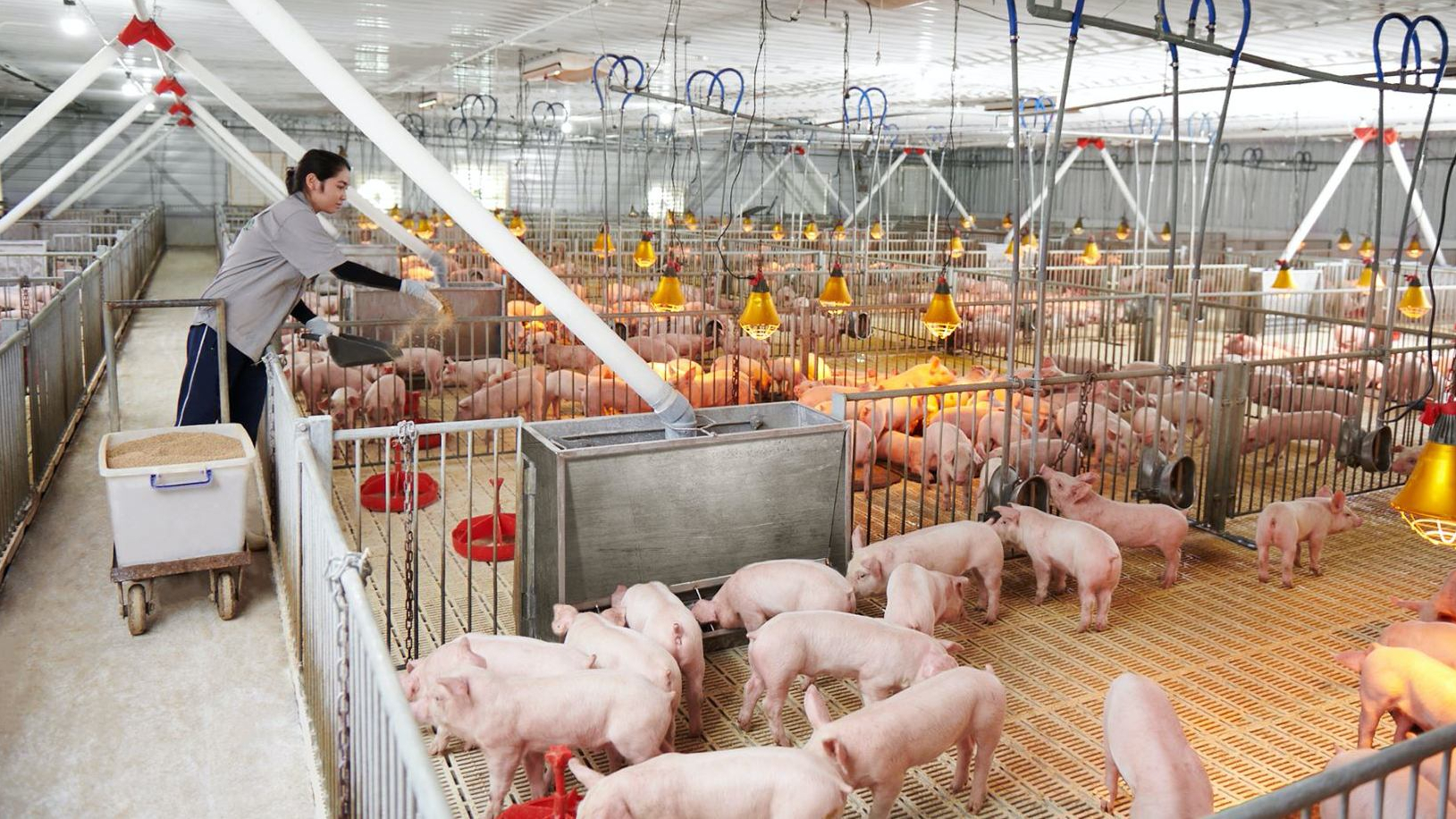 Mỗi ngày, đại gia chăn nuôi Bắc Ninh lãi gần 5 tỷ đồng. - Ảnh 1.