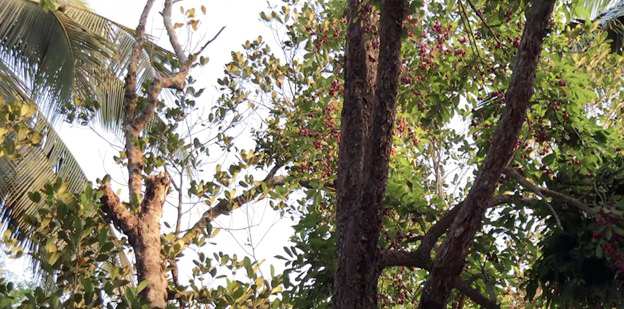 Ký ức tuổi thơ qua loại quả mang hương vị đặc trưng, đỏ au nhìn siêu hấp dẫn- Ảnh 2.