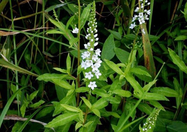 Vị thuốc quý từ loại rau tên đẹp như những vì sao, mọc dại nhiều - Ảnh 2.