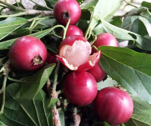 Thức quà tuổi thơ mang hương vị đặc trưng, quả đỏ au nhìn siêu hấp dẫn - Ảnh 1.