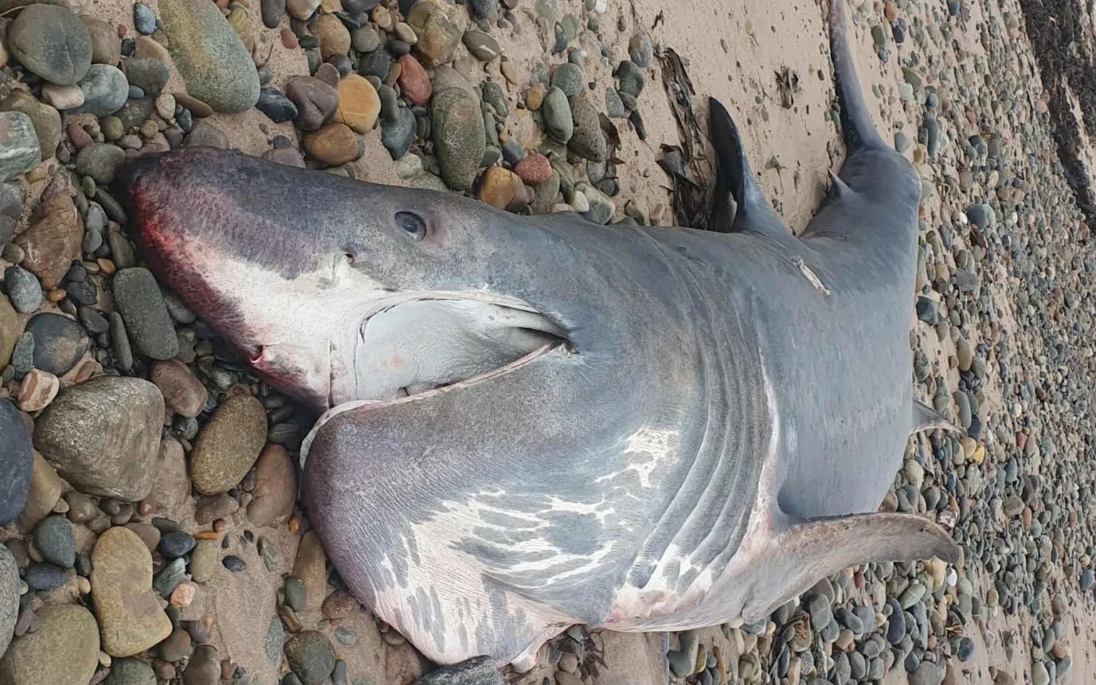 Du khách kinh hãi khi thấy thứ đáng sợ nổi lên từ dưới nước- Ảnh 2.