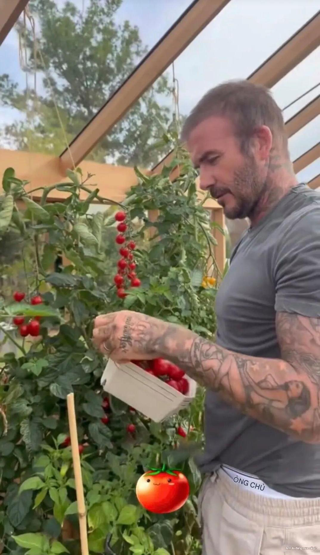 David Beckham "bỏ phố về quê", trồng rau nuôi gà, tận hưởng cuộc sống bình dị giữa điền trang triệu đô - Ảnh 11.